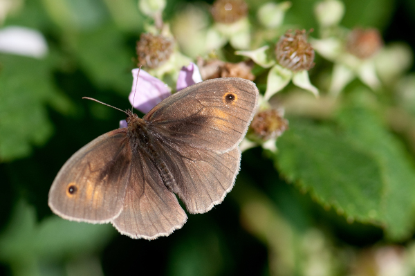 Myrtil (Maniola jurtina) m&acirc;le &copy; Jean-Jacques Carlier
